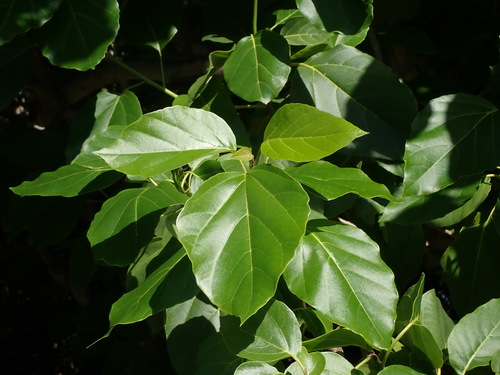 Cordia subcordata (Sea trumpet) — photo