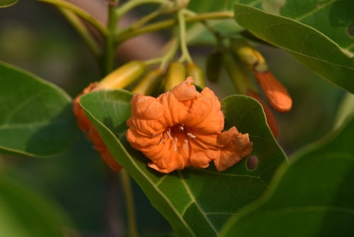 Cordia subcordata