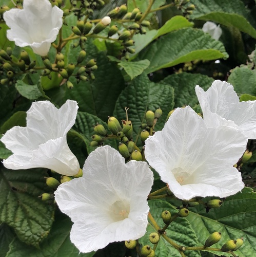 Cordia superba