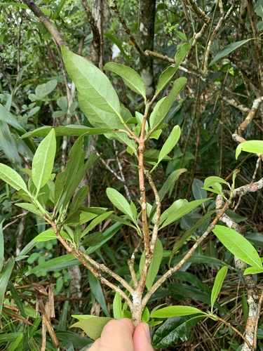 Cordia taguahyensis (Aquaratinga) — photo