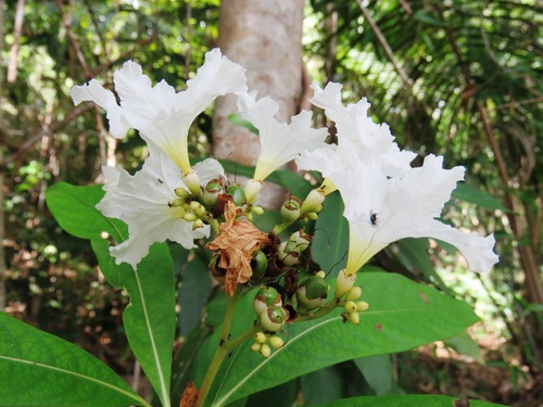 Cordia taguahyensis