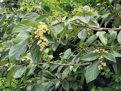 Cordia tetrandra (Clammy cherry) — photo