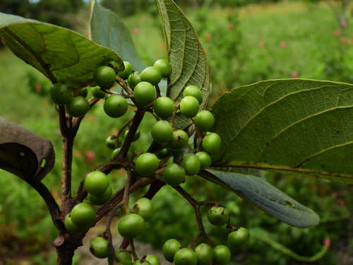 Cordia tetrandra
