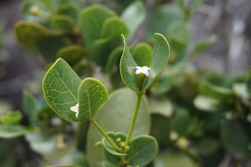 Cordiera concolor — photo