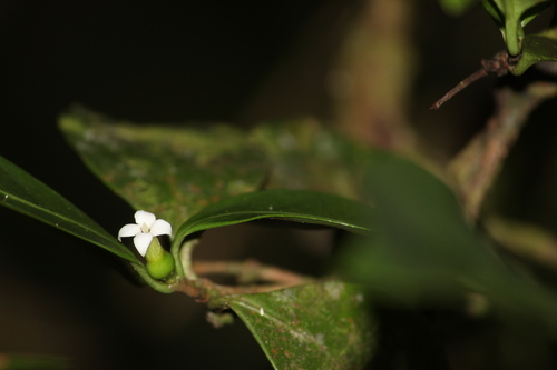 Cordiera concolor