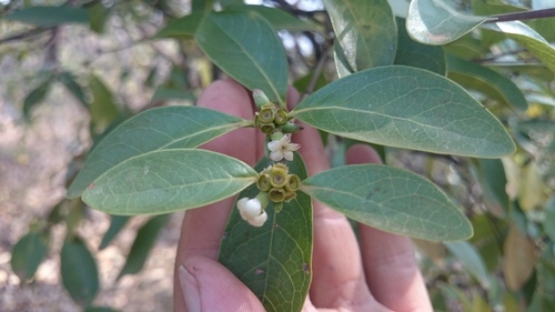Cordiera elliptica (Marmelada-de-pinto) — photo