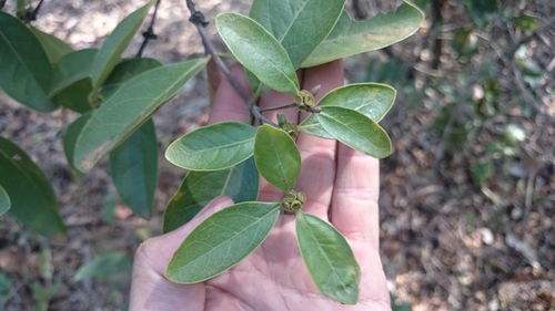 Cordiera elliptica (Marmelada-de-pinto) — photo