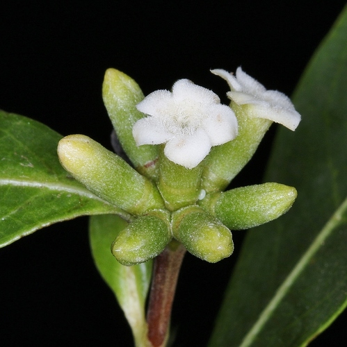 Cordiera elliptica