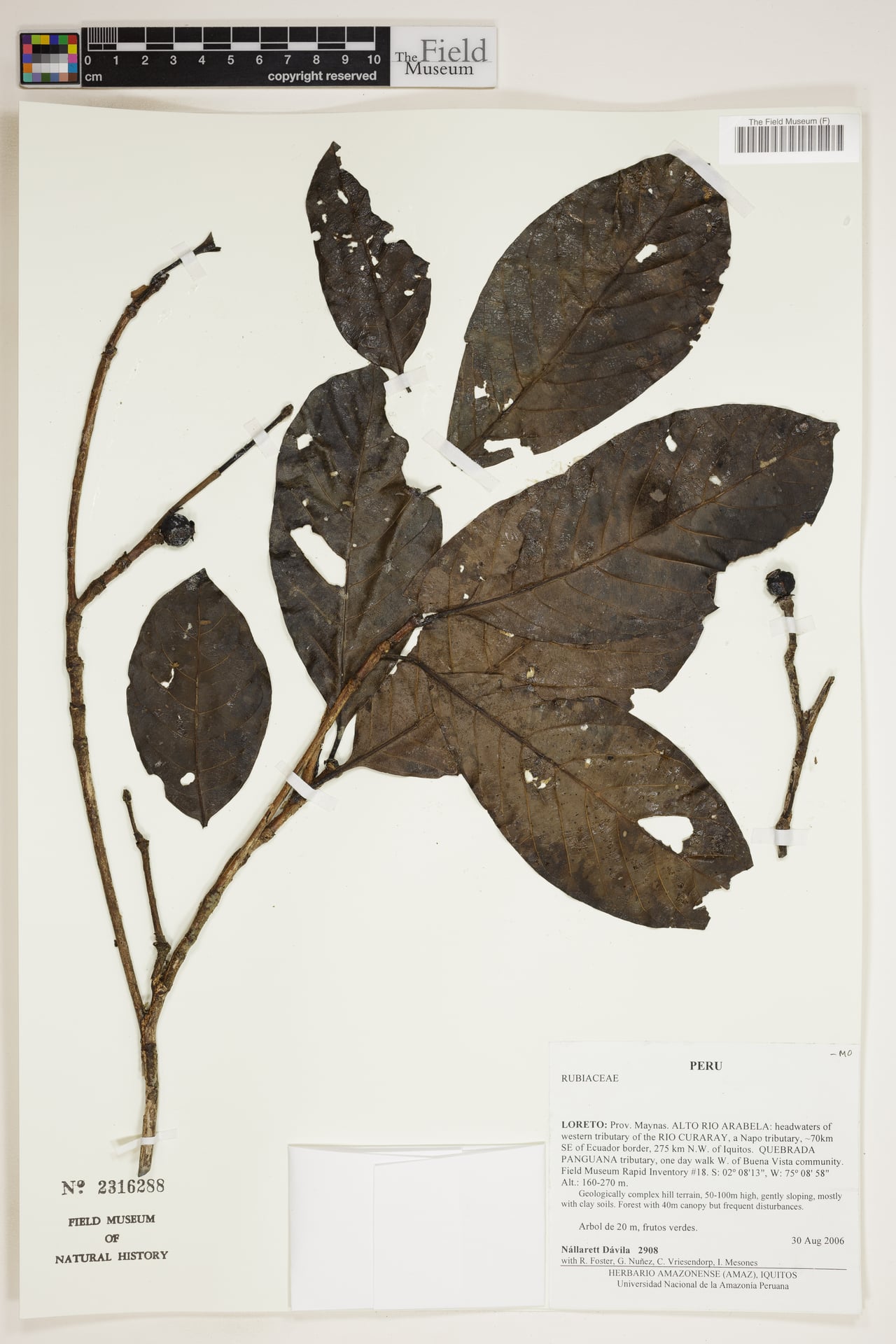 Cordiera hadrantha (Puru-tuim) — photo