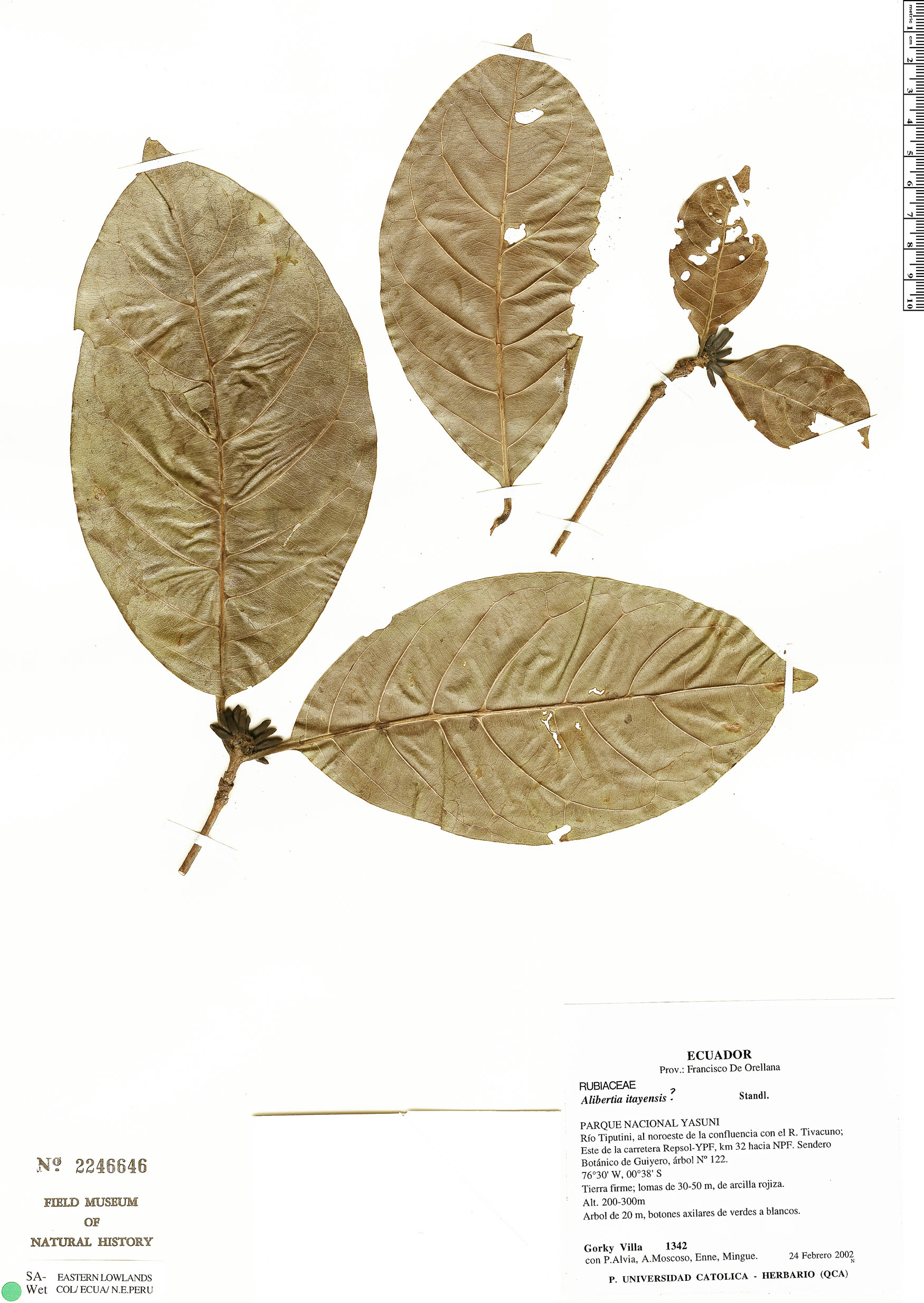 Cordiera hadrantha (Puru-tuim) — photo