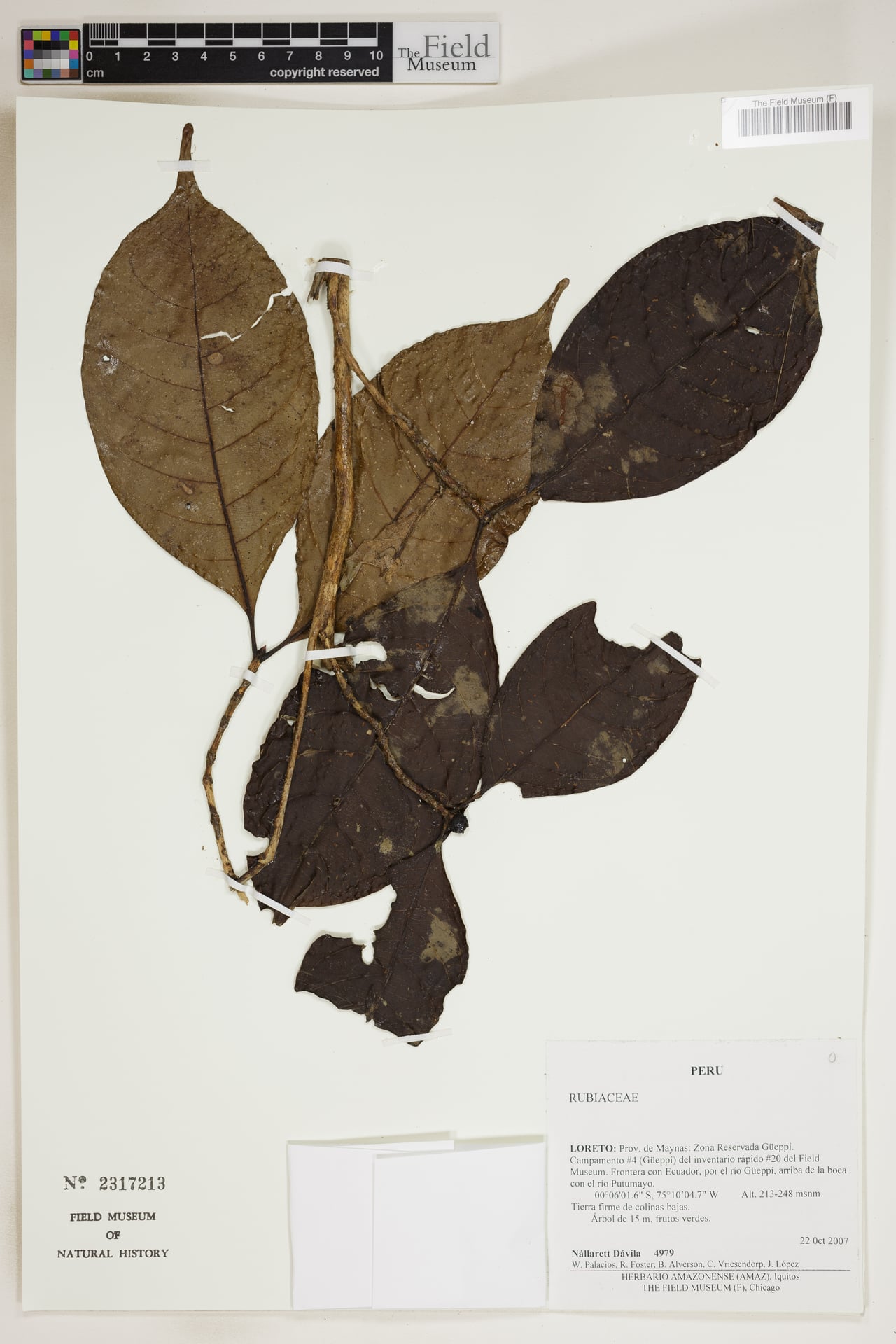 Cordiera hadrantha