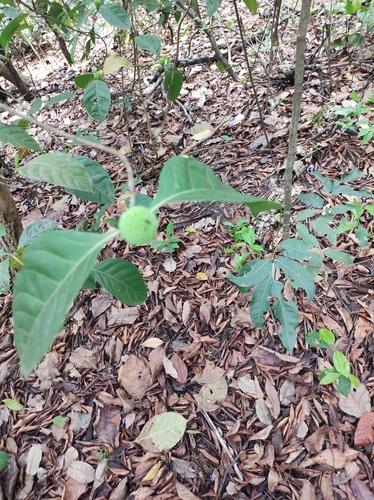 Cordiera macrophylla (Big leaf cordiera) — photo