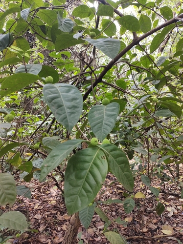 Cordiera macrophylla (Big leaf cordiera) — photo