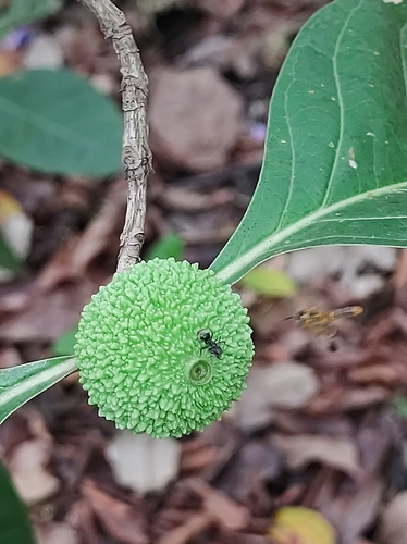 Cordiera macrophylla