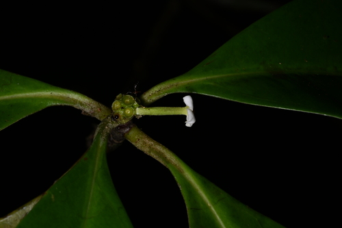 Cordiera myrciifolia (Puruna) — photo
