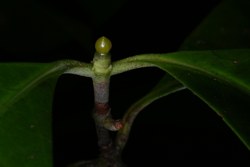 Cordiera myrciifolia (Puruna) — photo