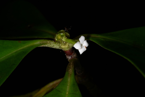 Cordiera myrciifolia