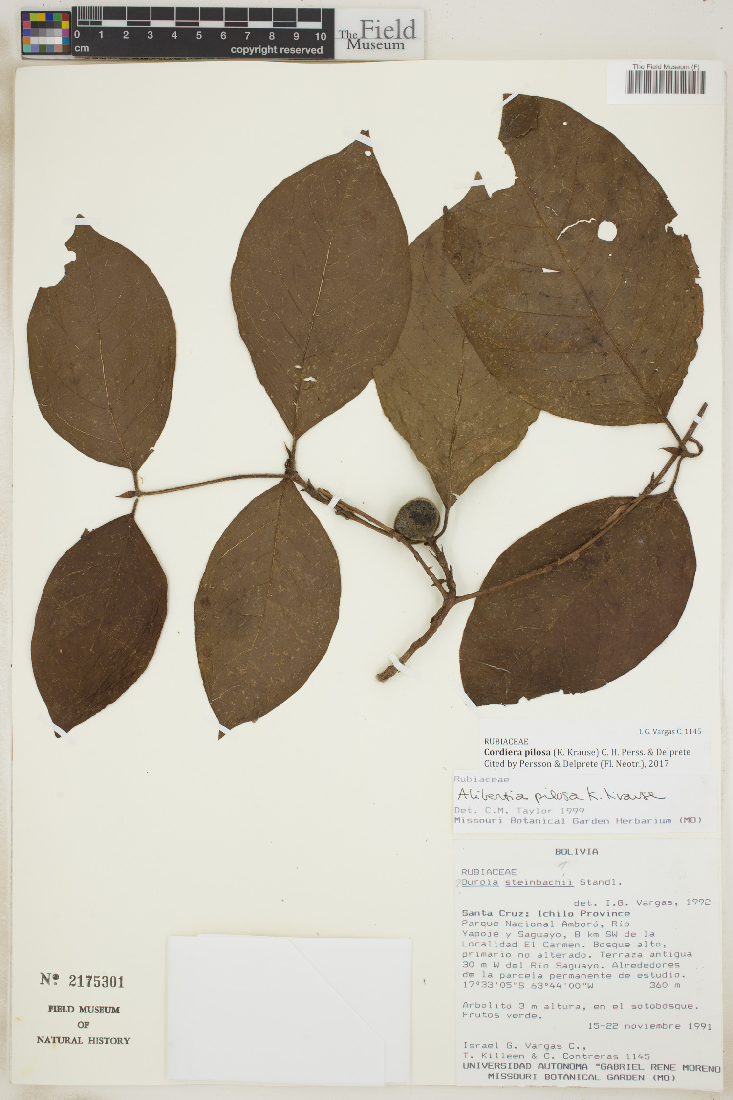 Cordiera pilosa (Pilose alibertia) — photo