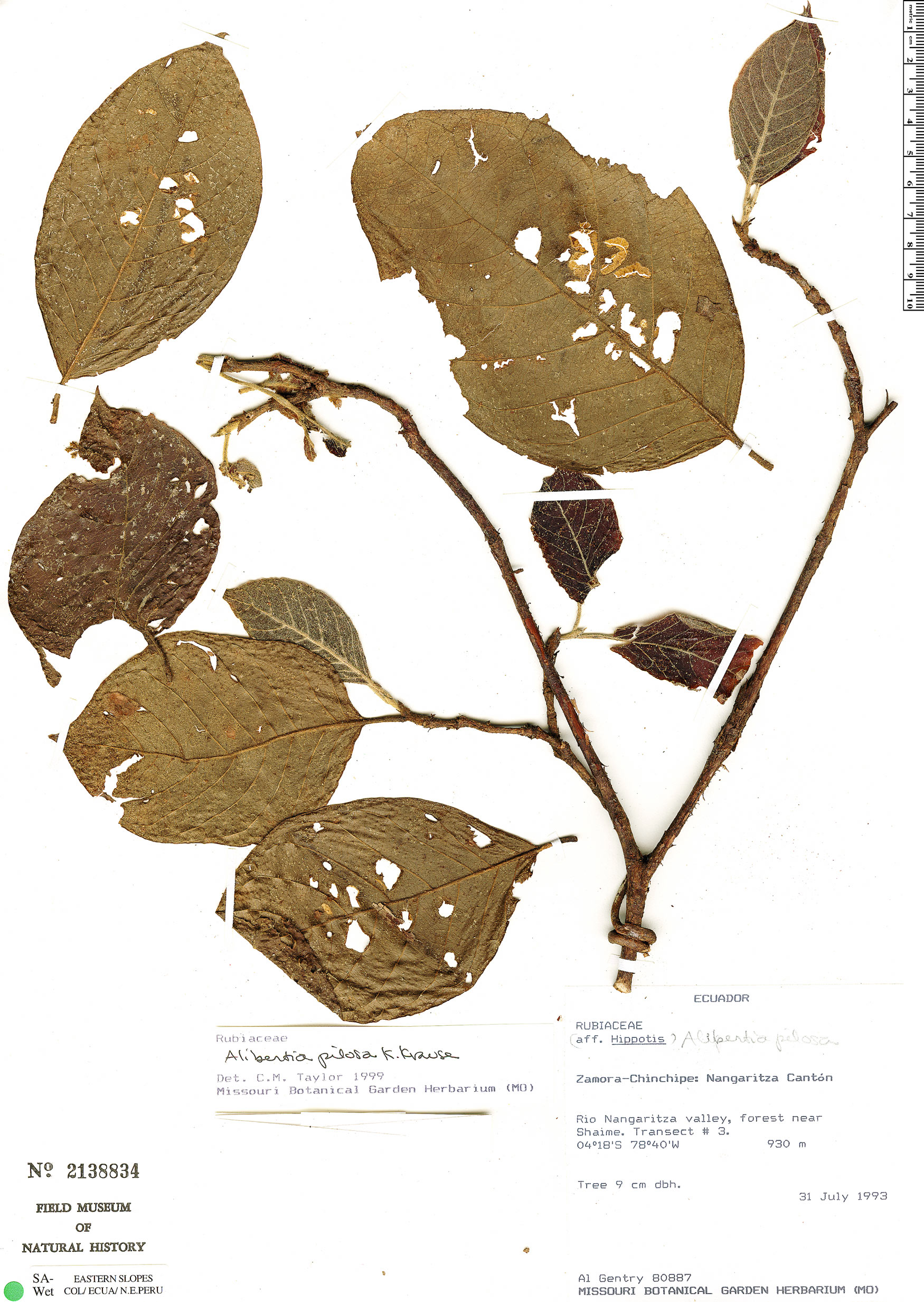 Cordiera pilosa