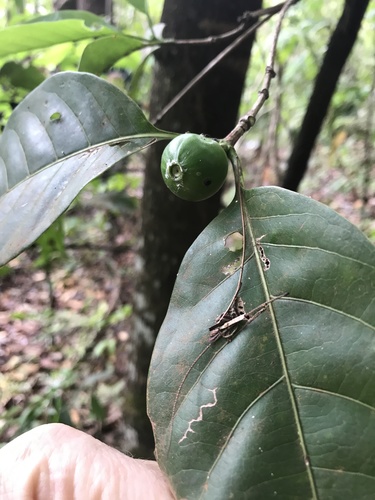 Cordiera sessilis
