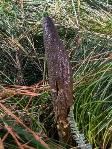 Cordyceps gunnii (Vegetable caterpillar fungus) — photo