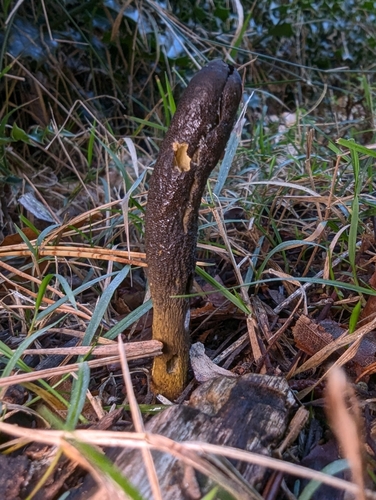Cordyceps gunnii (Vegetable caterpillar fungus) — photo
