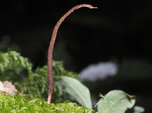 Cordyceps hauturu — photo