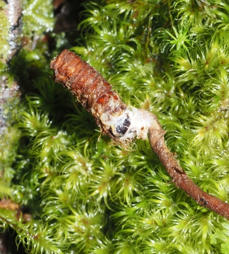 Cordyceps hauturu — photo