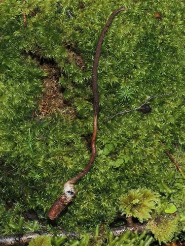 Cordyceps hauturu