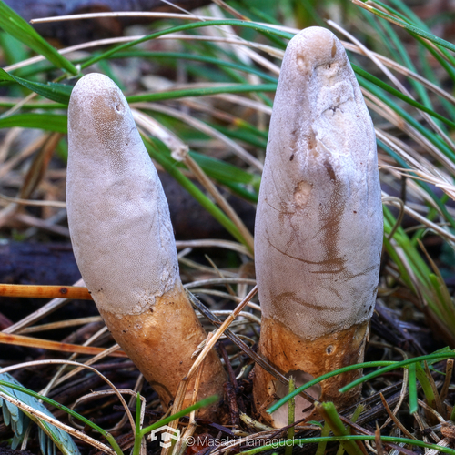 Cordyceps hawkesii