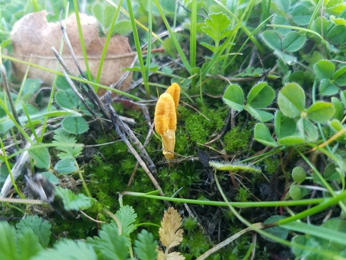 Cordyceps militaris (Scarlet caterpillar fungus) — photo