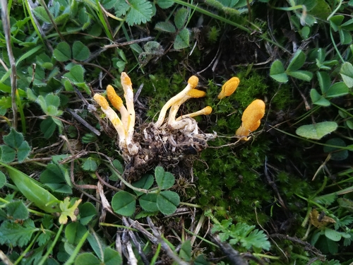 Cordyceps militaris (Scarlet caterpillar fungus) — photo
