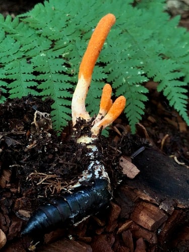 Cordyceps militaris