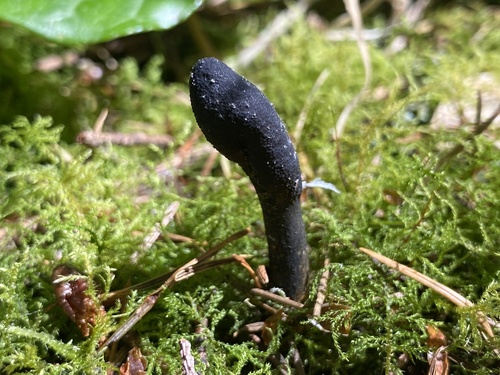 Cordyceps ophioglossoides — photo