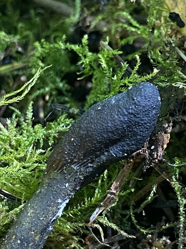 Cordyceps ophioglossoides — photo
