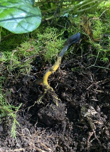 Cordyceps ophioglossoides