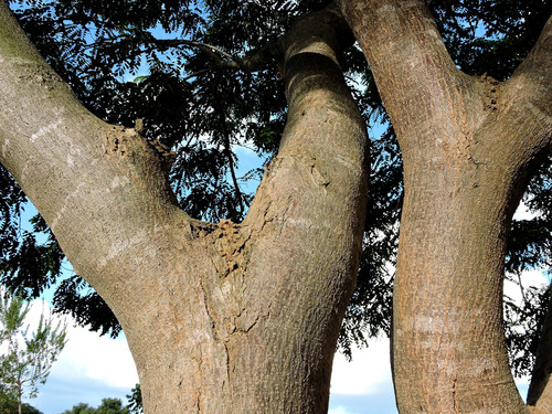 Cordyla africana (Bush mango) — photo
