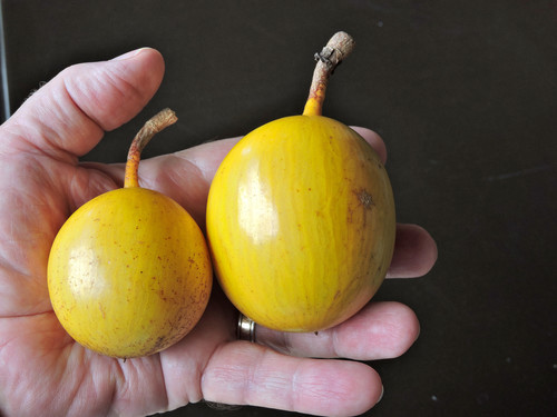 Cordyla africana (Bush mango) — photo