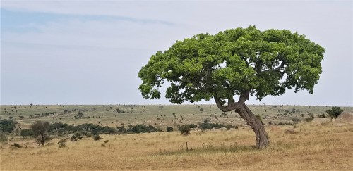Cordyla africana