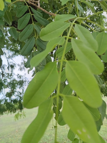 Cordyla pinnata (Bush mango) — photo