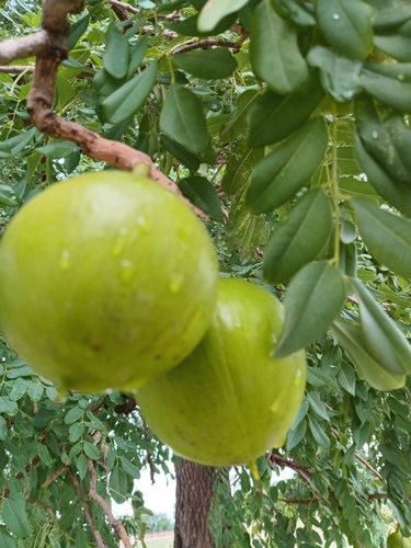 Cordyla pinnata (Bush mango) — photo