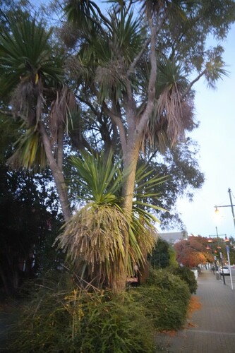 Cordyline australis (Giant Dracaena) — photo