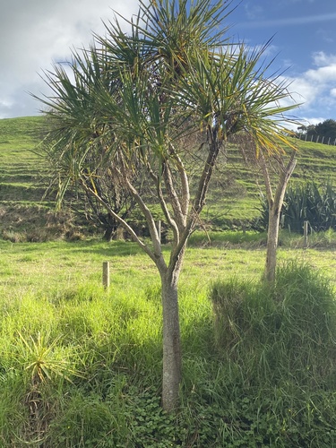 Cordyline australis (Giant Dracaena) — photo