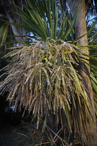 Cordyline australis