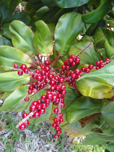 Cordyline fruticosa (Good luck tree) — photo