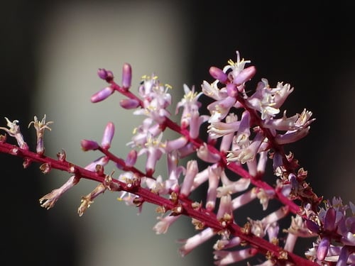 Cordyline fruticosa