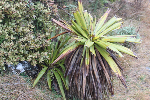 Cordyline indivisa (Broad-leafed cabbage tree) — photo