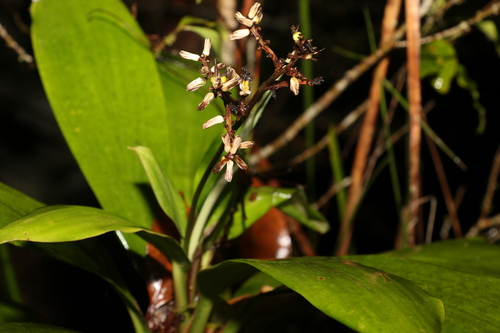 Cordyline murchisoniae (Palm lily) — photo