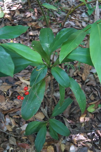 Cordyline murchisoniae