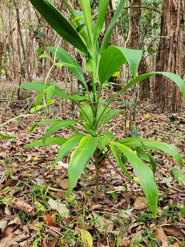 Cordyline petiolaris (Broad-leaf Palm-lily) — photo